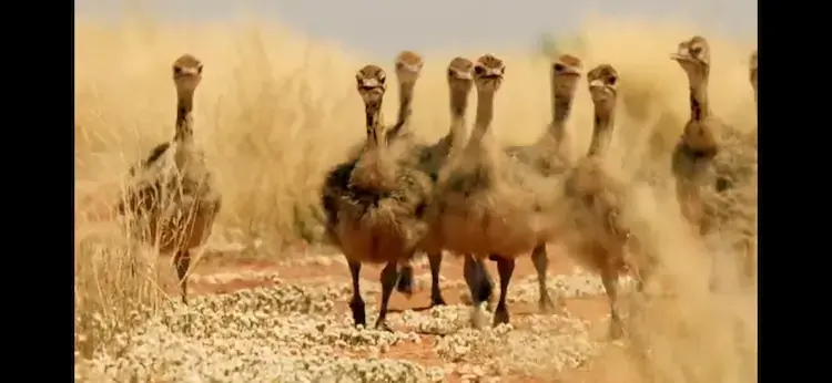 South African ostrich (Struthio camelus australis) as shown in Africa - Kalahari